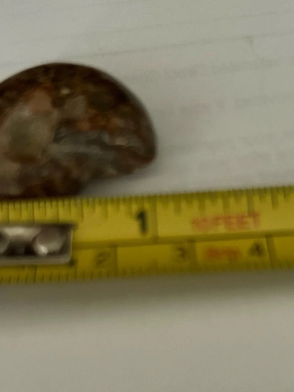 Ammonite Fossil